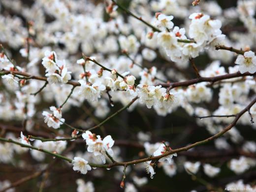 ��ǰ��ǥ�̹���